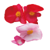 Red_-_Pink_Wax_Begonia_Summer_Garden_Flowers