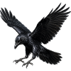Corbeau noir