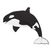 Orca – Puissant Chasseur des Océans