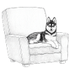 Husky im Sessel