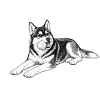 Verspielter Husky mit Kugel