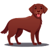 Dunkelbrauner Labrador (Comic)