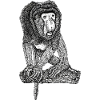 Singe Proboscis