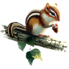 Chipmunk