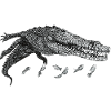 Crocodile nageur