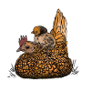 Poule avec poussin