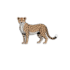Cheetah Sayings Cheetah Funny Cheetah Gift