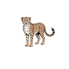 Cheetah Sayings Cheetah Funny Cheetah Gift