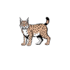 Lynx Sayings Lynx Funny Lynx Gift