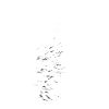 Art de plumes d’Ailes-tempête