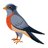 Coucou Oiseau