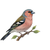 Oiseau pinson
