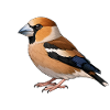 Hawfinch bird