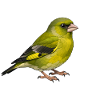 Oiseau Pintard