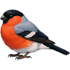 Oiseau Bullfinch