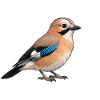 Jay Bird