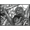Orangutans in Tropical Rainforest