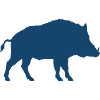 Silhouette de sanglier bleu