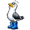 Mouette inquiète