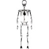 Human Skeleton Silhouette Anatomy Halloween