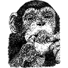 Chimpanzee sticks out its tongue.
