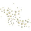 Elderflower Botanical Floral Motif