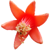 Pomegranate_Flower_Macro_Moody_Botanical_Art