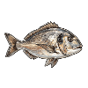Dorade