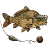 Carpe