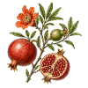 Punica granatum – Granatapfelbaum-Illustration