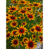 Sonnenhut Blumen Feuer Gelbrot Muster