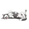 Schlafender Husky