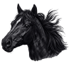 Portrait du cheval noir