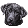 Black Labrador Head Illustration