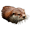 Fisch Otter im Wasserfarben-Look