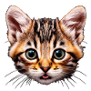 tabby kitten close-up portrait