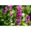 Fleurs avec papillon