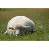 Moutons reposant dans l’herbe