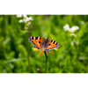 Papillon dans le portrait