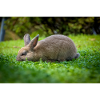 Cozy rabbit in green grass
