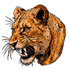 Growling lioness head illustration