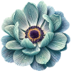 Anemone water drop blossom teal