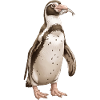Pingu mit Fisch im Schnabel