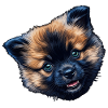 Eurasier Head Blue-eyed Fluffy