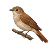 Nightingale