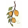 Citronnier