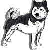 Schwarz-Weiß Hund
