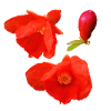 Punica_Granatum_Transparent_Flower_Cut_Out