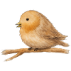 Aquarell Robin on Branch