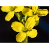 Ruccula Fleurissante